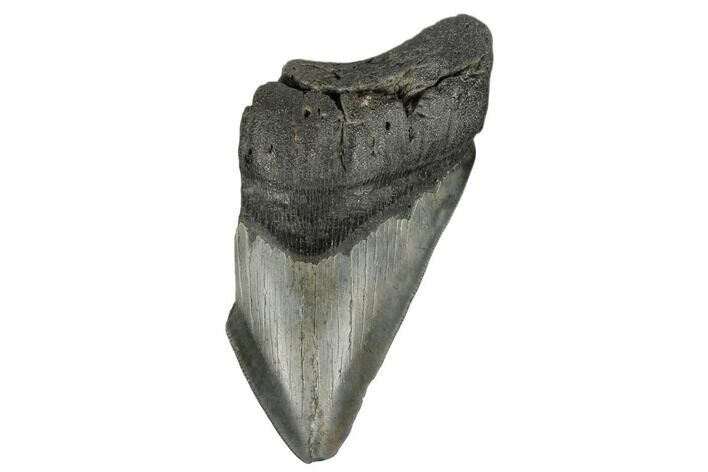 Partial, Fossil Megalodon Tooth - South Carolina #180886